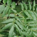 Fraxinus angustifolia feuille